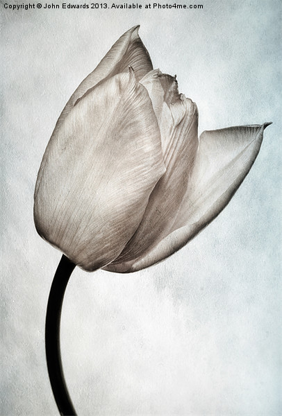 Toned Tulip Picture Board by John Edwards