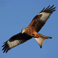 Buy canvas prints of Red Kite Hunting by Sharpimage NET