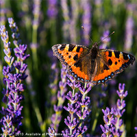 Buy canvas prints of Butterfly on Lavender by Sharpimage NET