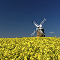 Buy canvas prints of Halnaker Windmill Rapeseed 1 by Sharpimage NET