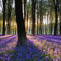 Buy canvas prints of Bluebell Dawn - 4 by Sharpimage NET