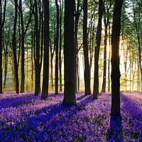 Buy canvas prints of Bluebell Dawn - 5 by Sharpimage NET