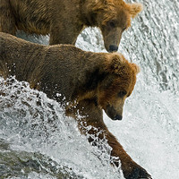 Buy canvas prints of Bears fishing on Brooks Falls by Sharpimage NET