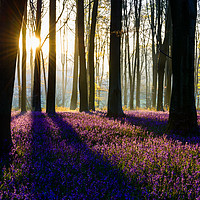 Buy canvas prints of Bluebell Dawn - 7 by Sharpimage NET