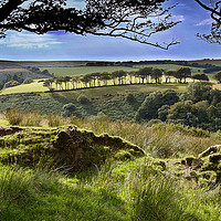 Buy canvas prints of Exmoor tree view by Steve Walsh