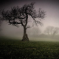 Buy canvas prints of Oak in the mist by Steve Walsh