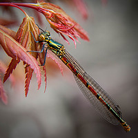 Buy canvas prints of Red damsel fly by Steve Walsh