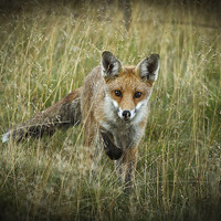 Buy canvas prints of  curious fox by tony rawson