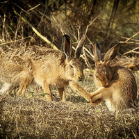 Buy canvas prints of  hare buddies. by tony rawson