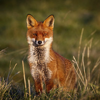 Buy canvas prints of Hungry fox  by tony rawson