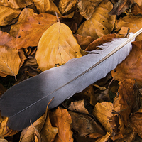 Buy canvas prints of  Autumn feather by David Irving