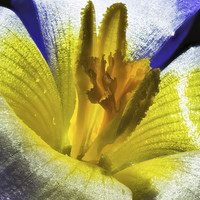 Buy canvas prints of  Spring crocus by David Irving