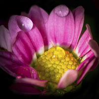 Buy canvas prints of  Rain drops on small flower by David Irving