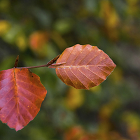 Buy canvas prints of  Beech leaves by David Irving
