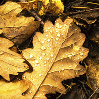 Buy canvas prints of  Oak leaf on forest floor by David Irving