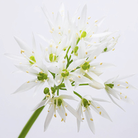 Buy canvas prints of Wild onion flower  by David Irving