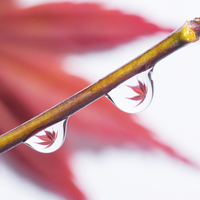Buy canvas prints of  Rain drops on maple stem by David Irving