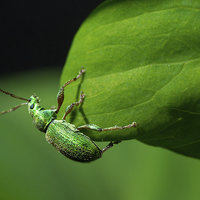 Buy canvas prints of  Small emerald beetle by David Irving