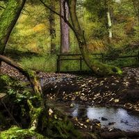 Buy canvas prints of  Stocksfield Woods Northumberland by David Irving