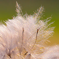 Buy canvas prints of Thistle Seeds by David Irving
