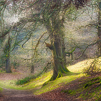 Buy canvas prints of Spring woodland path by David Irving