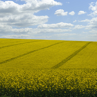 Buy canvas prints of  Fields of Gold by Callum Aitken
