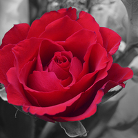 Buy canvas prints of  Red Rose by Lauren Jane Ralphson