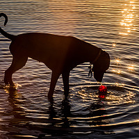 Buy canvas prints of Dog playing in the water by Alan Glicksman