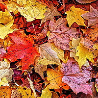 Buy canvas prints of Autumn leaf color by Alan Glicksman