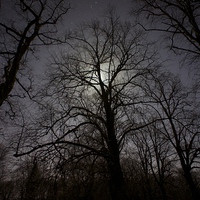 Buy canvas prints of  Moonlit Trees by Steven McCarron