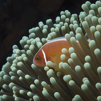 Buy canvas prints of Pink Skunk Clownfish in anemone  by Richard O'Meara