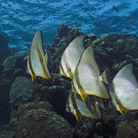 Buy canvas prints of Longfin Batfish on Coral reef  by Richard O'Meara