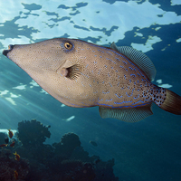 Buy canvas prints of Scrawled filefish swimming over coral reef by Richard O'Meara