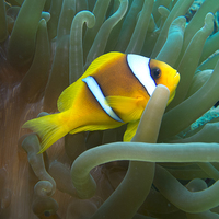 Buy canvas prints of Anemonefish sheltering in Sea Anemone by Richard O'Meara