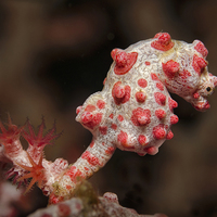 Buy canvas prints of Bargibant's Pygmy Seahorse on gorgonian fan coral by Richard O'Meara
