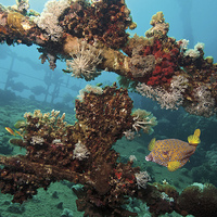 Buy canvas prints of Yellow Boxfish on shipwreck by Richard O'Meara