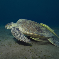 Buy canvas prints of Green Turtle with two Remoras  by Richard O'Meara