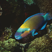 Buy canvas prints of rusty parrotfish, Red Sea, Egypt by Richard O'Meara