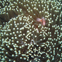 Buy canvas prints of Sea Anemone with Pink Skunk Clownfish  by Richard O'Meara