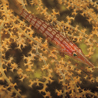Buy canvas prints of Longnose Hawkfish in Fan Coral by Richard O'Meara