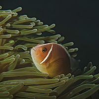 Buy canvas prints of Pink Skunk Clownfish in green anemone by Richard O'Meara