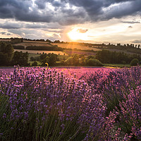 Buy canvas prints of Lavender sunset by Veronika Gallova