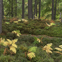 Buy canvas prints of  Highland Forest ferns by Andy Martin