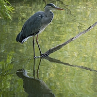 Buy canvas prints of  Grey Heron  by Andy Martin