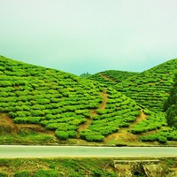Buy canvas prints of  beautiful tea garden by Upendra Gartaula