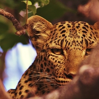 Buy canvas prints of  Leopard up in Tree - Matthew Hill by Matthew Hill