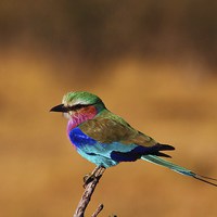 Buy canvas prints of  Lilac Breasted Roller - Matthew Hill by Matthew Hill