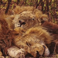 Buy canvas prints of Sleeping Lions - Matthew Hill by Matthew Hill