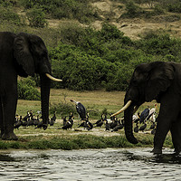 Buy canvas prints of Elephant fighting ground by Matthew Hill