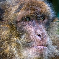 Buy canvas prints of A close up of a monkey by David Smith